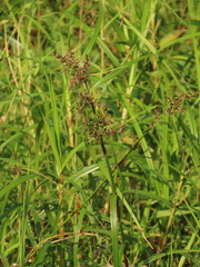 Scleria scrobiculata