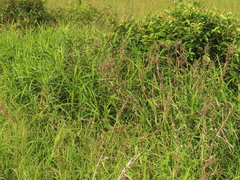 Scleria scrobiculata