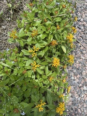 Phedimus kamtschaticus