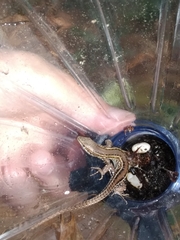 Podarcis carbonelli carbonelli