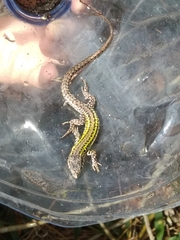 Podarcis carbonelli carbonelli