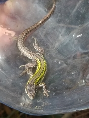 Podarcis carbonelli carbonelli