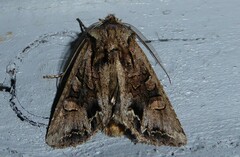 Ichneutica skelloni