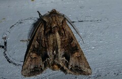 Ichneutica skelloni