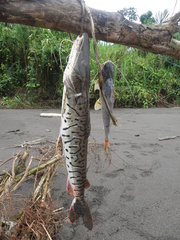 Pseudoplatystoma
