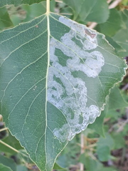 Phyllocnistis unipunctella