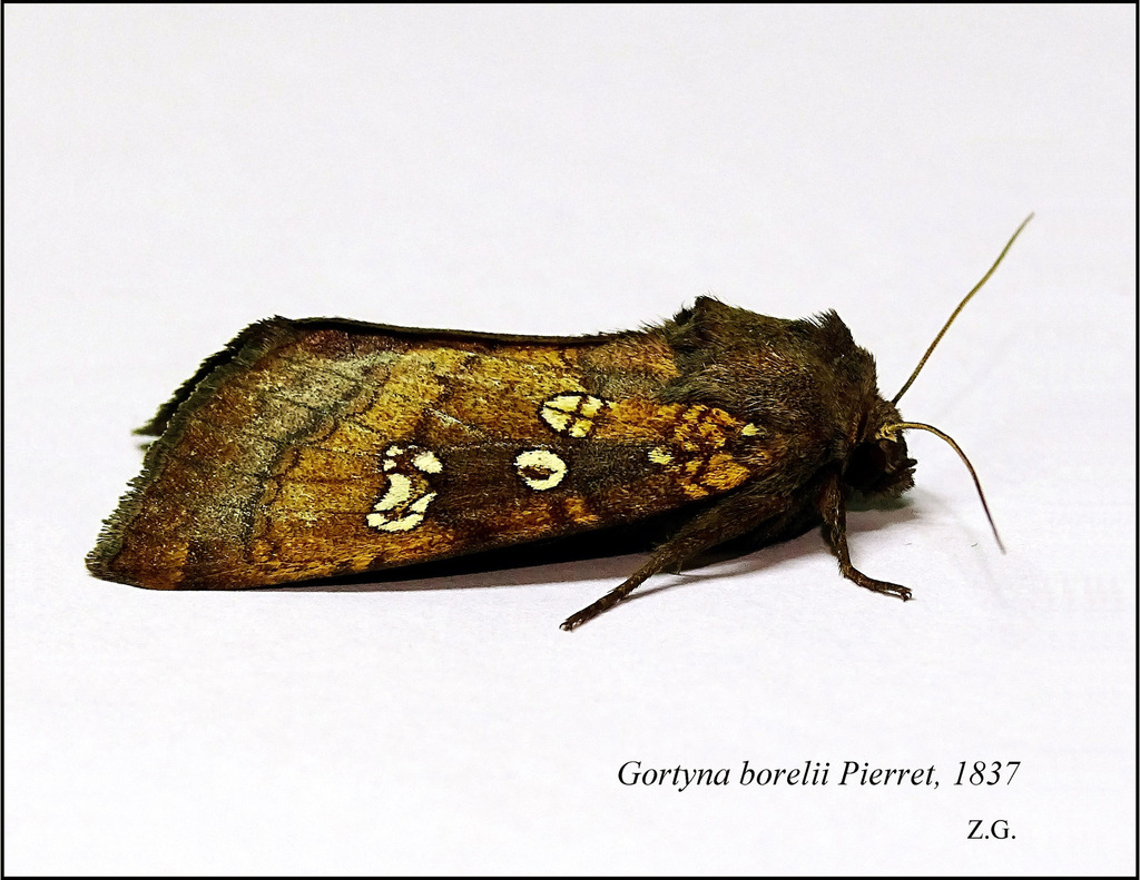 Fisher's Estuarine Moth