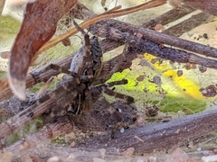 Dendrolycosa icadia