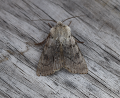 Agrotis simplonia