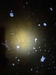 Necturus maculosus