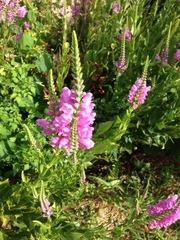 Physostegia pulchella