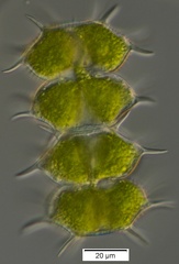 Xanthidium antilopaeum