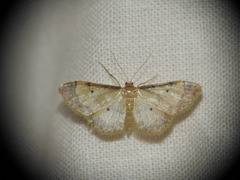 Idaea politaria