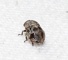 Clastoptera laevigata