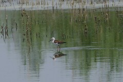 Himantopus himantopus