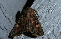 Ichneutica skelloni