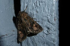 Ichneutica skelloni