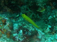 Gobius auratus