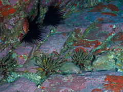 Hypoplectrodes maccullochi