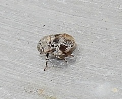 Clastoptera laevigata