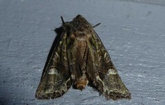 Ichneutica insignis
