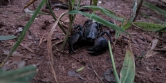 Pandinus imperator