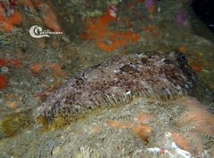 Zeugopterus punctatus