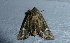Ichneutica insignis