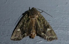 Ichneutica insignis