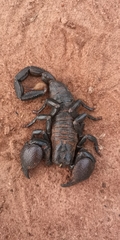 Pandinus imperator
