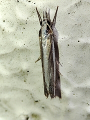 Angustalius malacellus