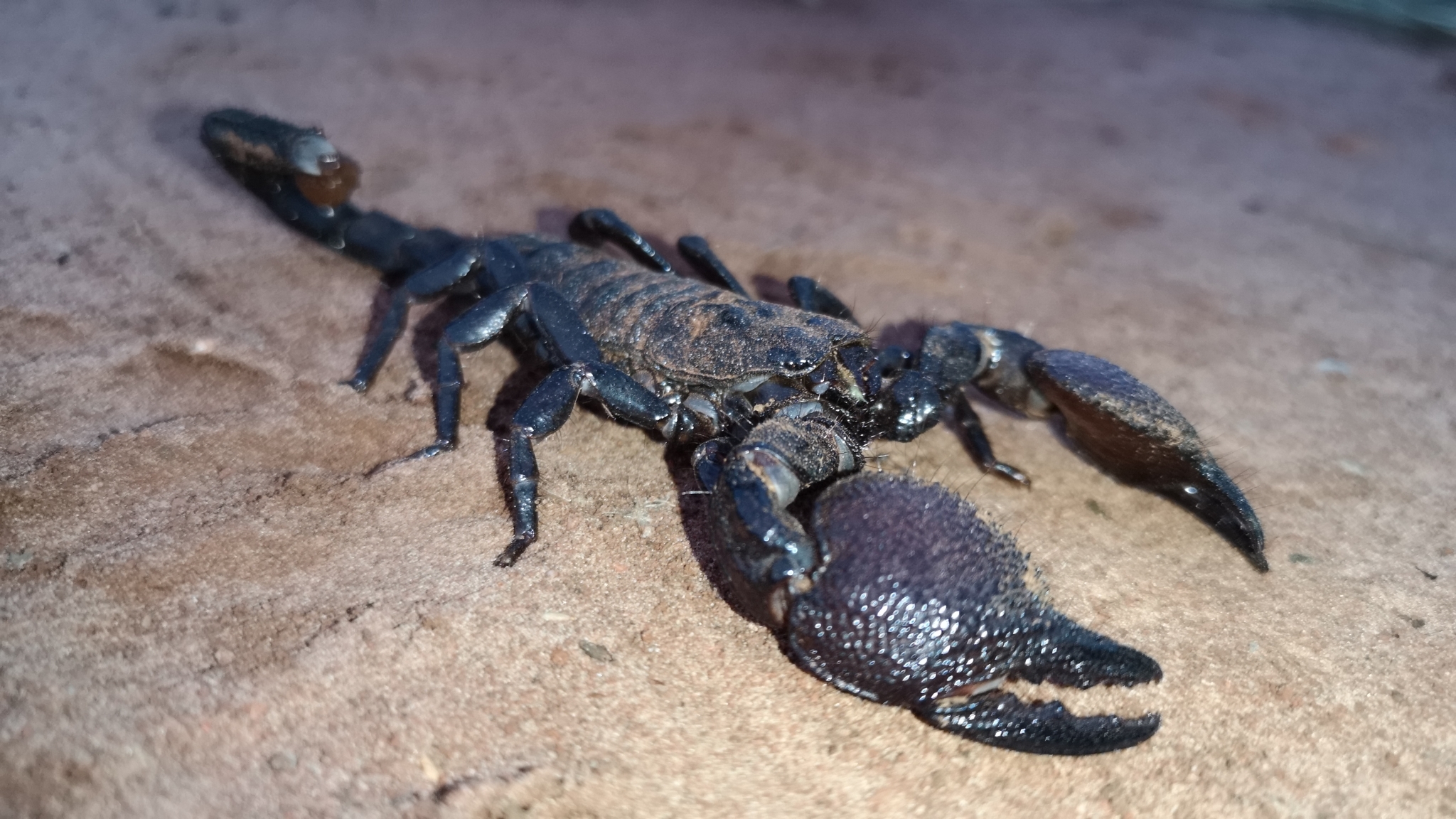 Common Emperor Scorpion (Pandinus imperator) · iNaturalist