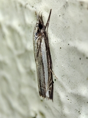 Angustalius malacellus