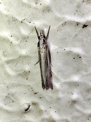 Angustalius malacellus