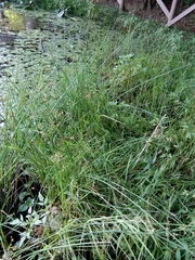 Juncus subnodulosus