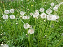Taraxacum officinale
