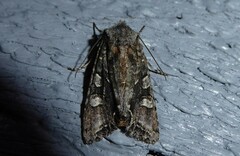 Ichneutica insignis