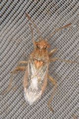 Rhopalus parumpunctatus