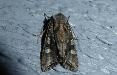 Ichneutica insignis