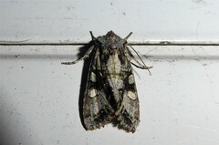 Ichneutica insignis