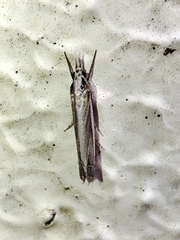 Angustalius malacellus