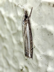 Angustalius malacellus