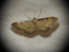 Idaea politaria