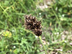 Carex foetida