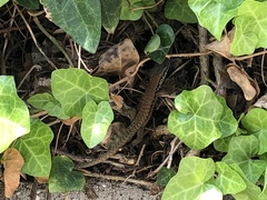 Phoenicolacerta laevis