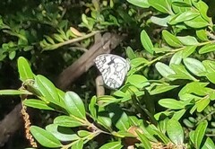 Melanargia lachesis