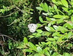 Melanargia lachesis