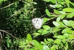 Melanargia lachesis