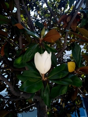 Magnolia grandiflora