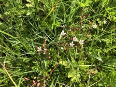 Micranthes stellaris